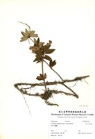 藏品(高山石吊蘭)的圖片